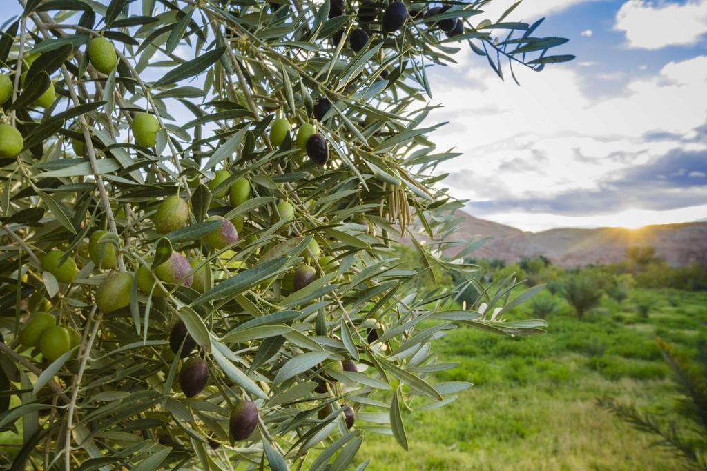 Ksar Ighnda Hotel Ait Benhaddou Ngoại thất bức ảnh